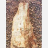 புதுக்கோட்டையில் 10 கோடி ஆண்டுகள் பழமையான கல்மரம் கண்டெடுப்பு